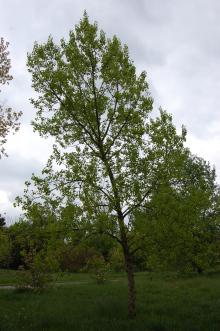 Populus nigra (18/05/2013, Kew Gardens, London)