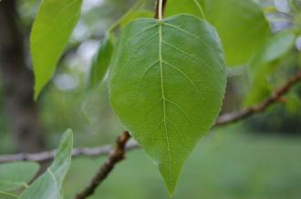 Populus nigra Leaf (18/05/2013, Kew Gardens, London)