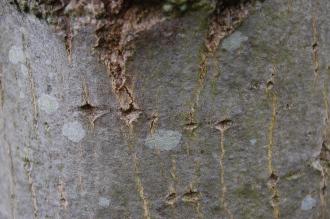 Populus nigra Bark (18/05/2013, Kew Gardens, London)