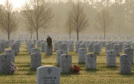 eagle in cemetery