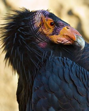 California-Condor_Wikipedia