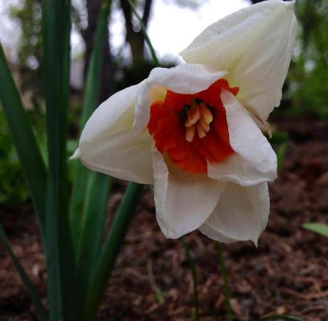 WEEKEND FLOWERS - moon garden