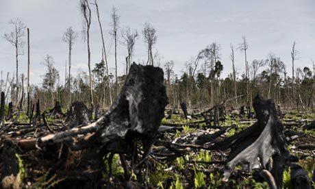 Burnt tree stumps in a cleared Sumatran forest. Photograph: Kemal Jufri / Greenpeace