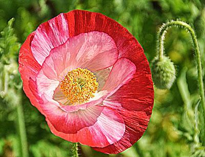 Memorial Day Poppies