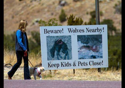 A sign warns people of the danger of wolves in Datil, N.M.(Photo: Michael Chow, The Arizona Republic)