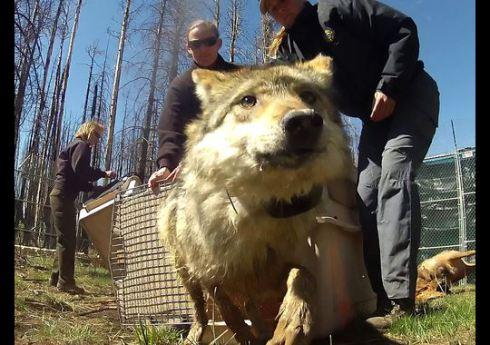 A female Mexican gray wolf is released inside a holding pen before eventual release to the wild near Corduroy Creek, south of Alpine, Ariz.(Photo: Michael Chow, The Arizona Republic)