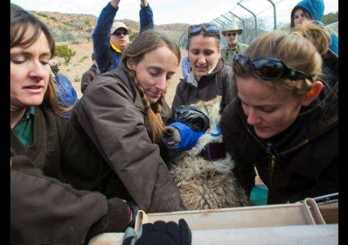U.S. Fish and Wildlife Service workers (from left) Susan Dicks, Colby Gardner, Janess Vartanian and Maggie Dwire put a female Mexican gray wolf into a crate after capturing her from a holding pen at the Sevilletta National Wildlife Refuge near Socorro, N.M.(Photo: Michael Chow, The Arizona Republic)