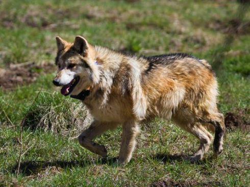 A male Mexican gray wolf wanders inside a holding pen before eventual release to the wild near Corduroy Creek, south of Alpine, Ariz., April 25, 2013.(Photo: Michael Chow, The Arizona Republic)