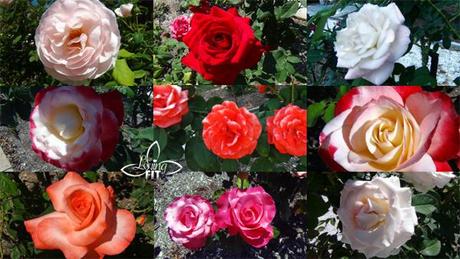 Ringling Mansion Rose Garden