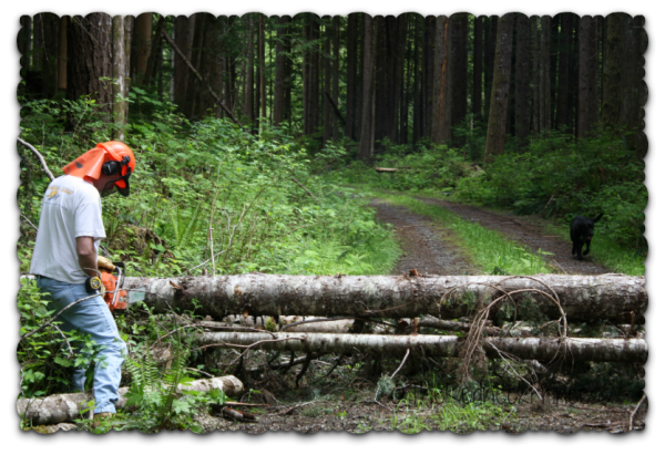 logging road