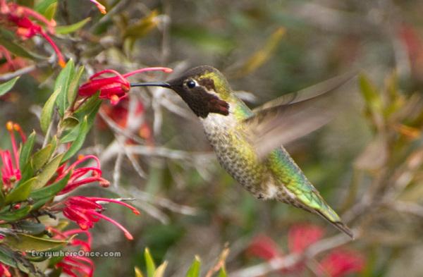 Anna's Hummingbird Feeding