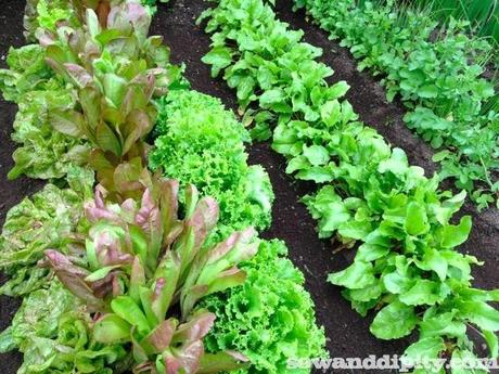 Vegetable Garden