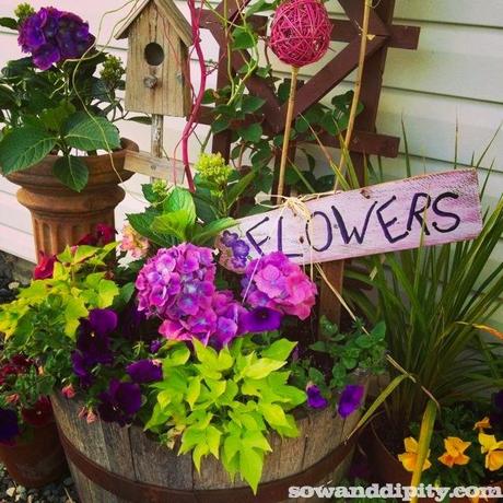 pink and purple planter