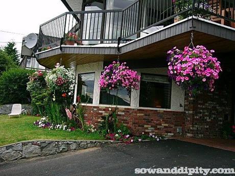 Moss hanging baskets