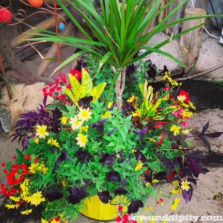 Red, yellow and black flowers