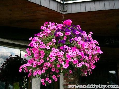 Pink and Purple Hanging basket