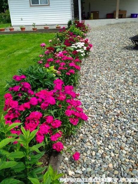 Early Summer Dianthus