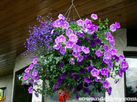 Purple themed hanging basket