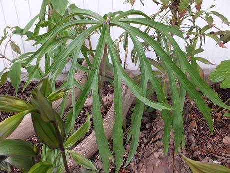 Sinful Syneilesis Sinful Syneilesis