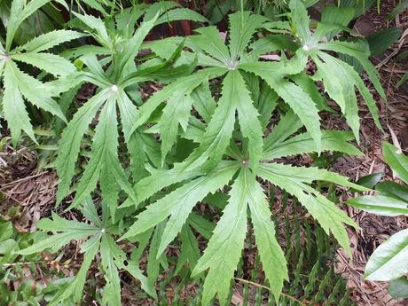 Sinful Syneilesis Sinful Syneilesis