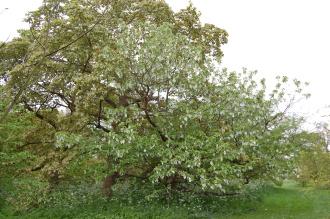 Davidia involucrata (18/05/2103, Kew Gardens, London)