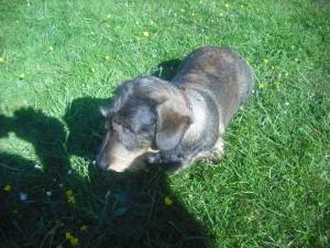 He’s so punk he doesn’t even have a website Tilly - the best dog in the world