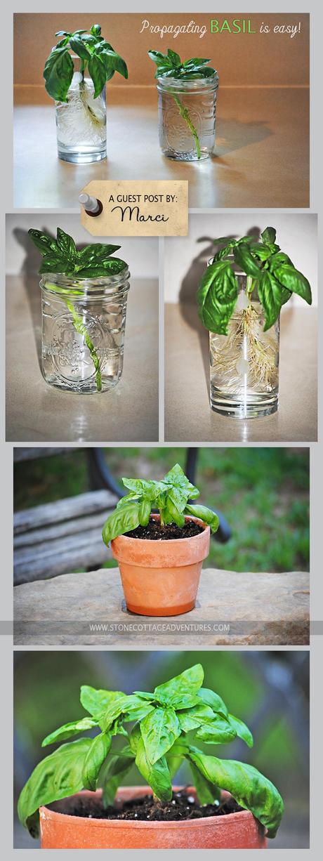 Propagating Basil is Easy propagating basil guest post