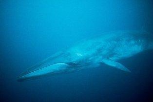 finwhale