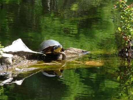 Blanding's turtle - frontenac provincial park - ontario - canada