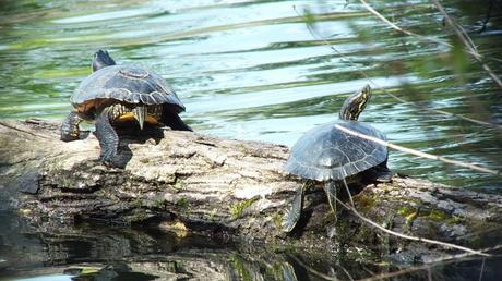 two red-eared slider turtles - on a log - milliken park - toronto - ontario - canada