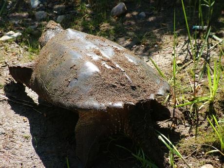 snapping turtle at oxtongue lake - ontario- canada