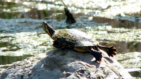 red eared eared slider turtle - rests on rock in pond - milliken park - toronto -- ontario