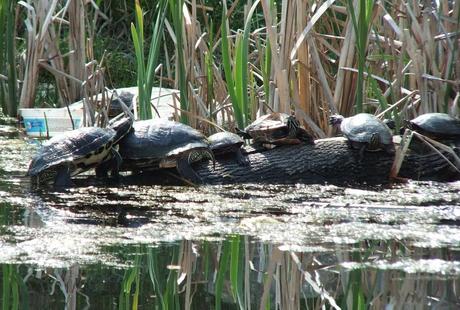 various types of turtles - red eared slider and midland painted - milliken park - toronto - ontario
