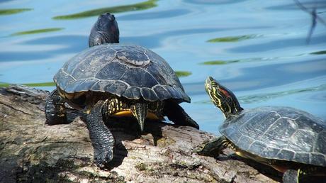 two red-eared slider turtles -  milliken park - toronto - ontario - canada