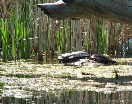 red-eared slider and midland painted turles - milliken park pond - toronto - ontario