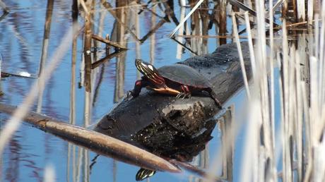 Painted Turtle sits on log in muskrat pond --- Mississauga - Ontario