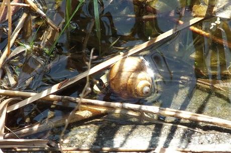 snail in milliken park pond - toronto - ontario