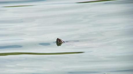 red-eared slider turtle -  swims in pond -  milliken park - toronto - ontario - canada