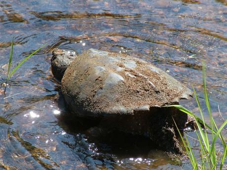 snapping turtle heads into water at oxtongue lake - ontario- canada