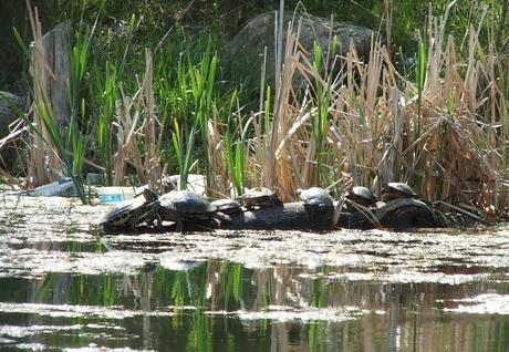 various types of turtles - milliken park - toronto - ontario