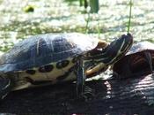 Various Turtles Have Sighted Across Ontario