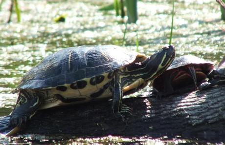 turtles at milliken park - toronto - ontario