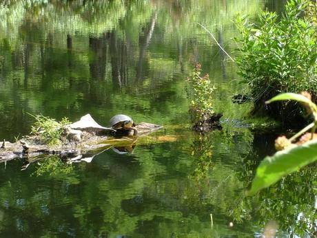 Blanding's turtle - sits on log - frontenac provincial park - ontario - canada