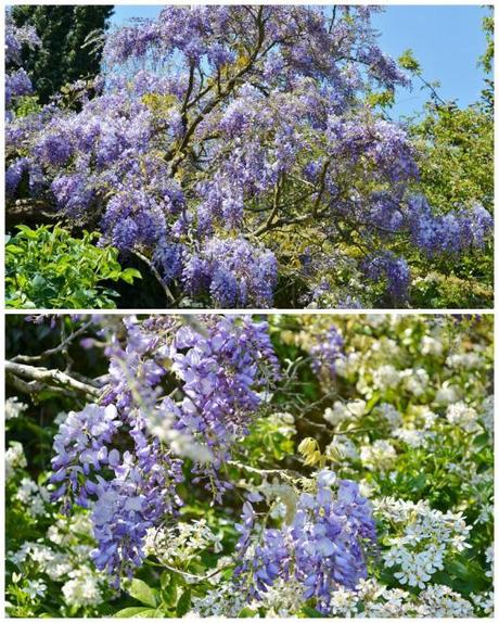 Wisteria (819x1024)