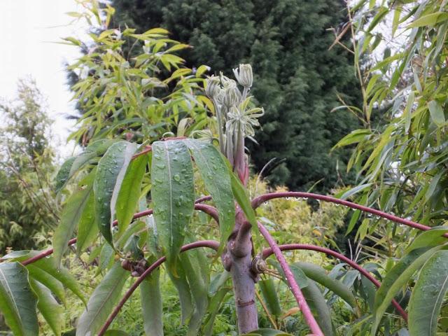 The May Garden