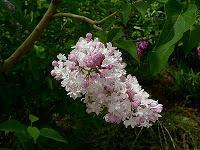 Mountain Lilacs