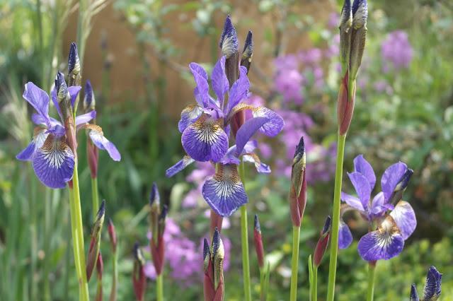 100 Years of the RHS Chelsea Flower Show