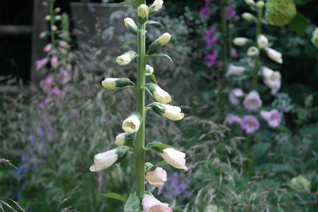 100 Years of the RHS Chelsea Flower Show