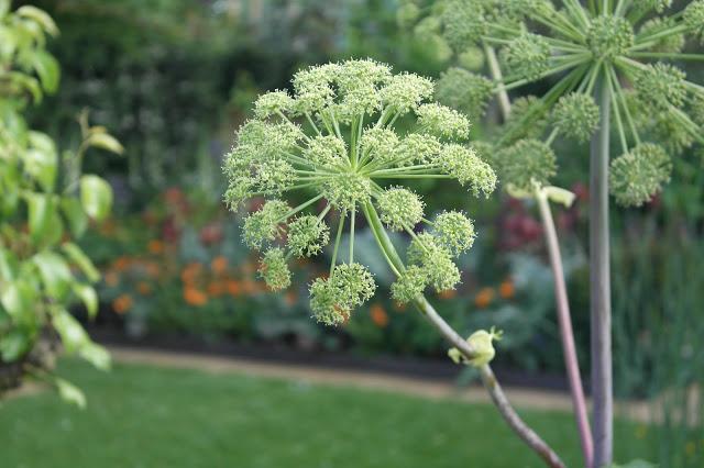 100 Years of the RHS Chelsea Flower Show