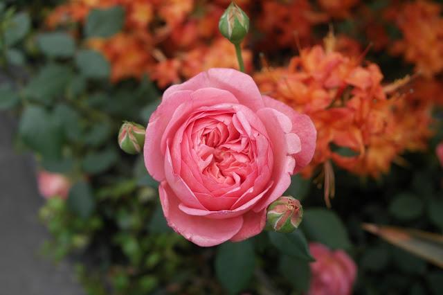 100 Years of the RHS Chelsea Flower Show